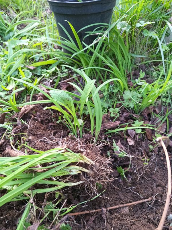 Je passe des heures a arracher ces saleté d'ail trisquette, et il en reste toujours autant !