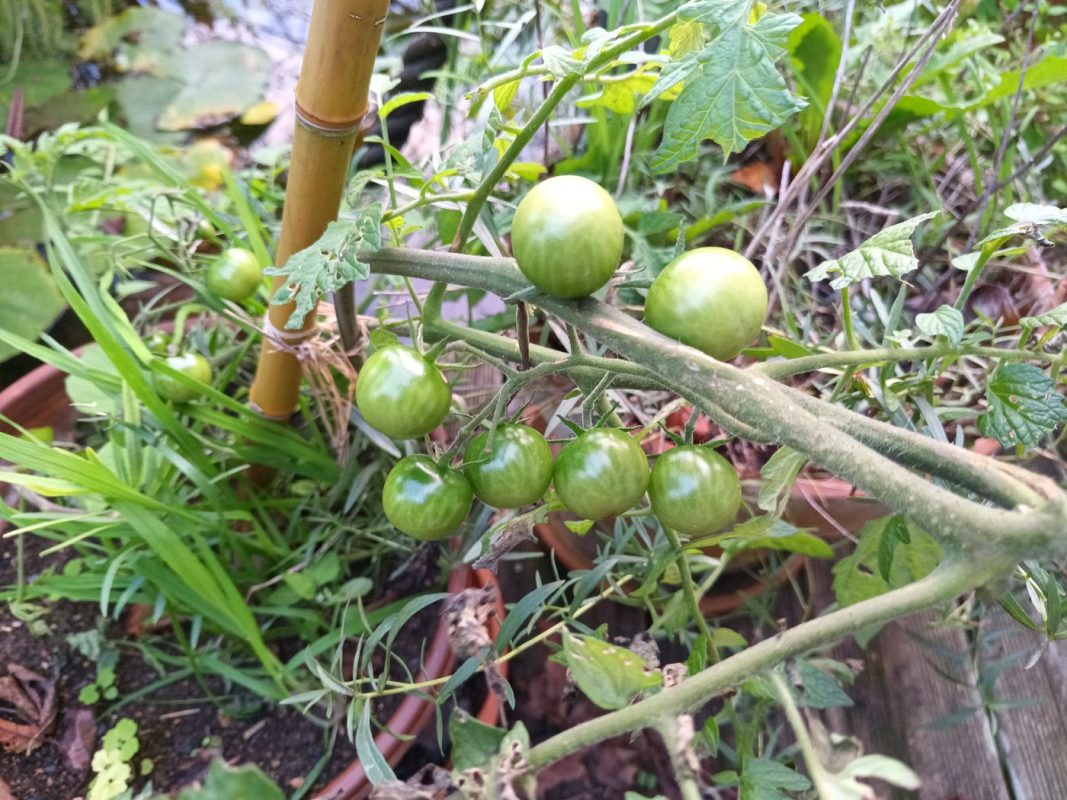 Toutes les autres resterons verte, pas de tomates cette années