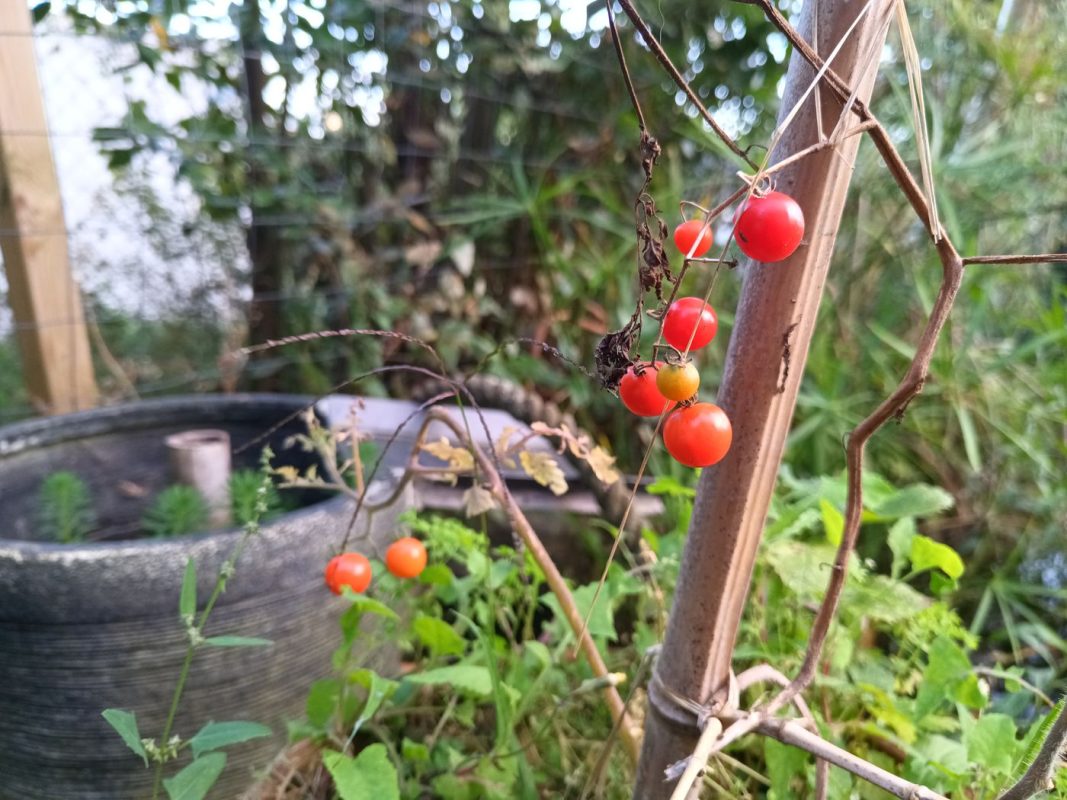 Les 5 petites tomates cerises