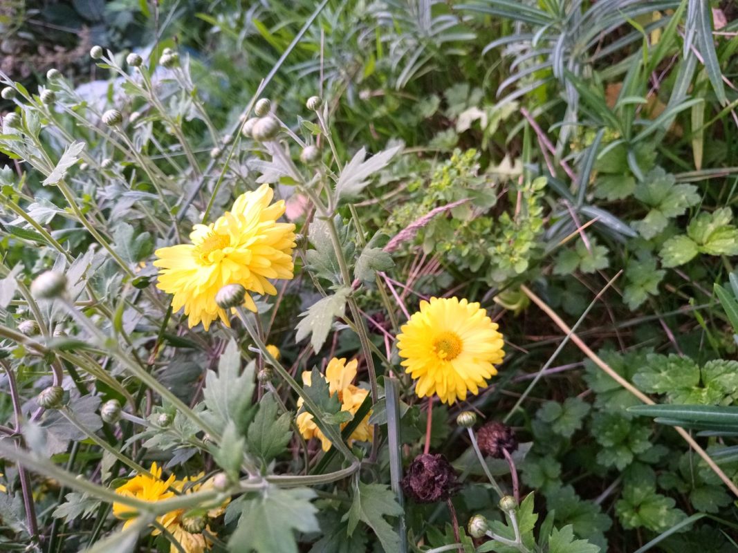 Chrysanthème à thé