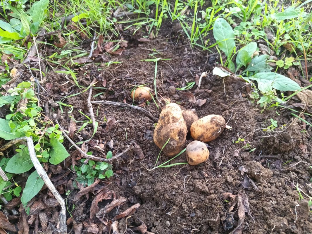 Tiens, quelques pommes de terre