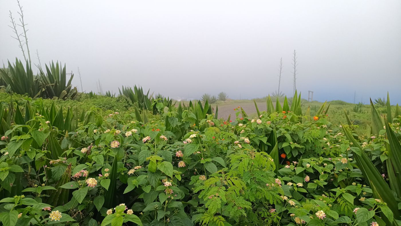 Fleurs typiques des îles atlantiques