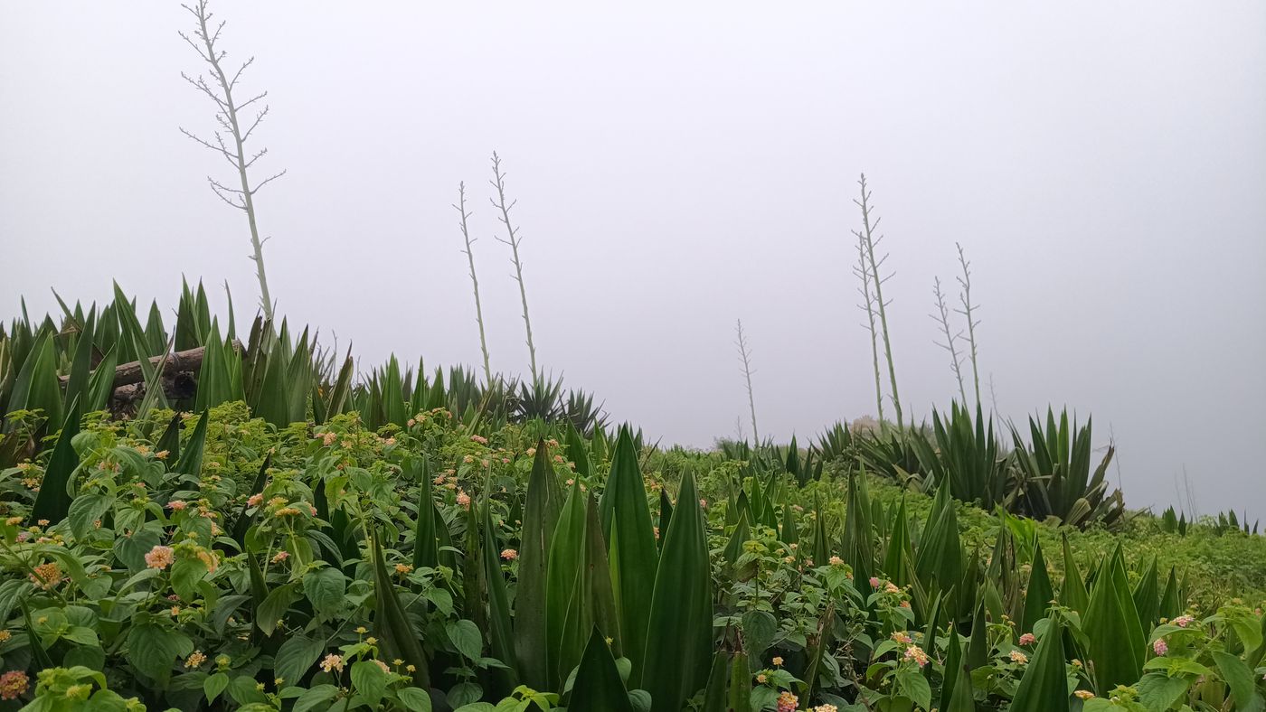Et les agaves qui montent