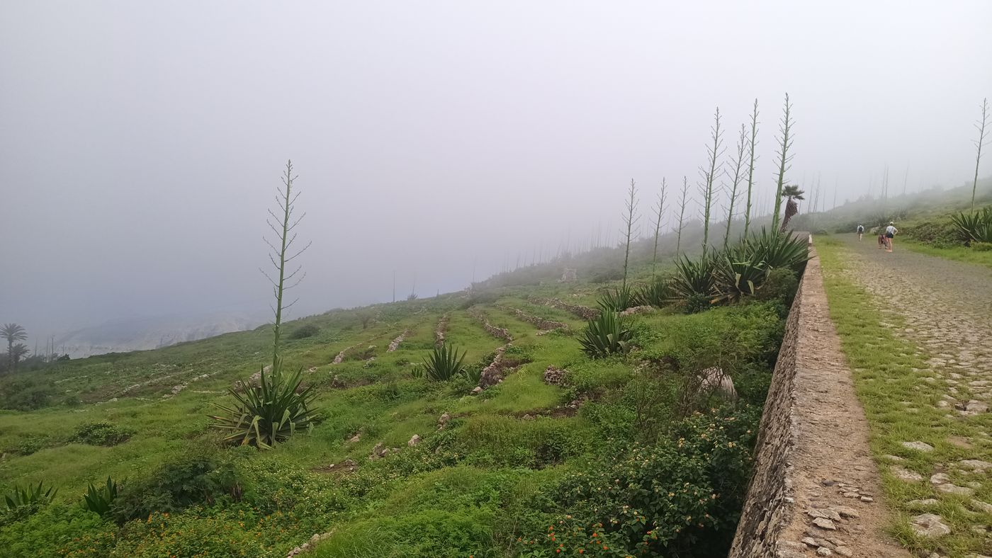 Culture de Maïs en terrasse