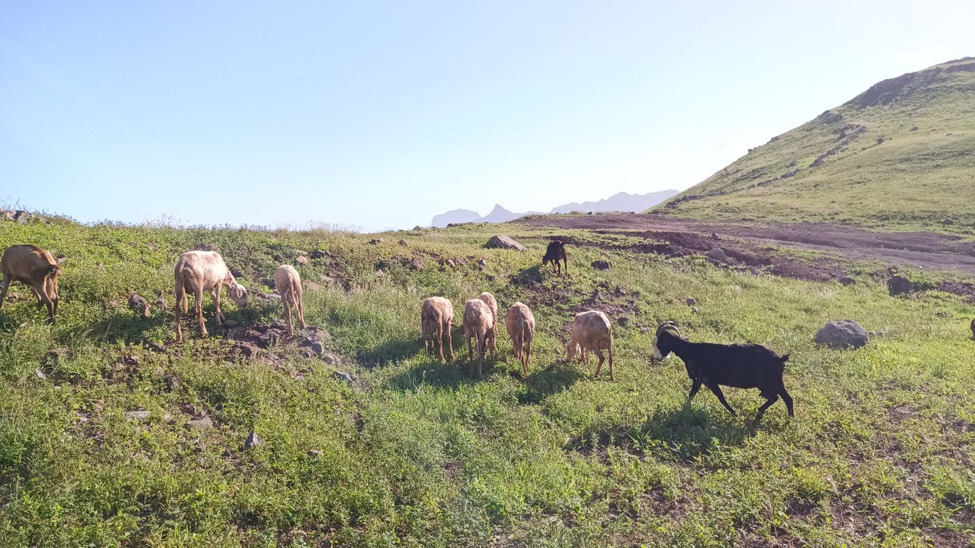 Les chères sur la route