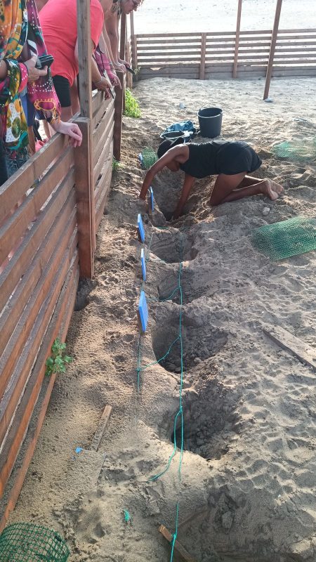 Une femme creuse pour libéré les bébés tortues des prédateurs potentiel