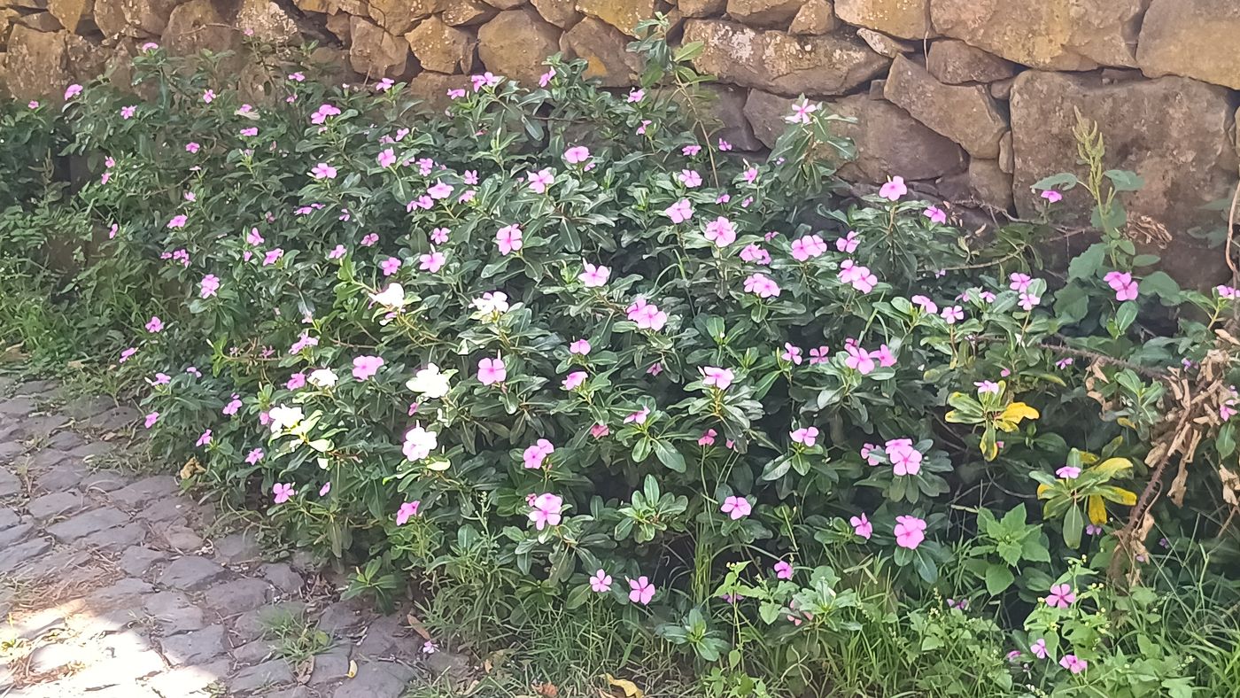 Plante devant une maison sur le bord de la route