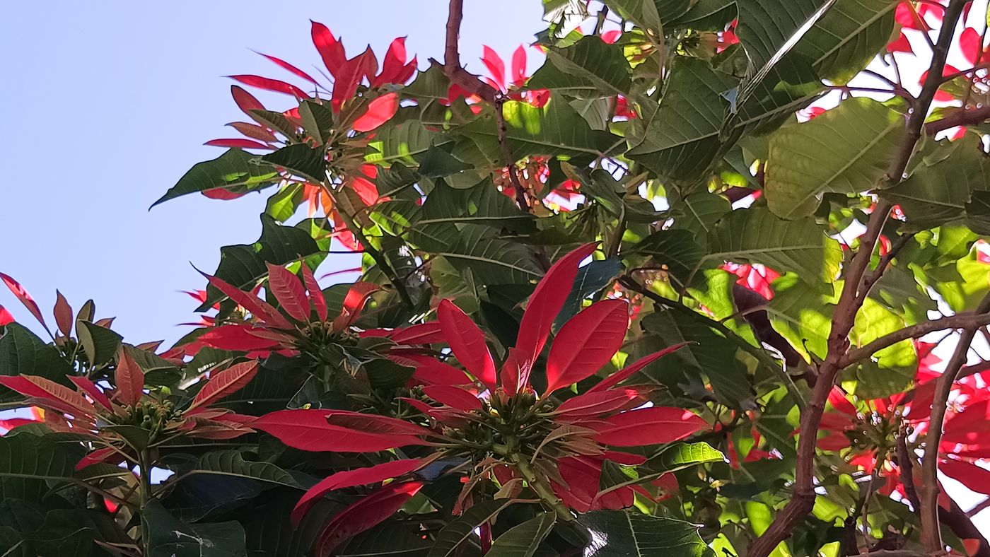 Plante devant une maison sur le bord de la route