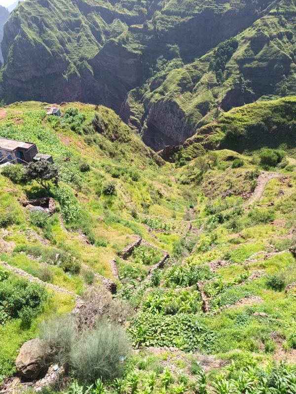 Les culture en terrasse malgré les fortes pentes alentours