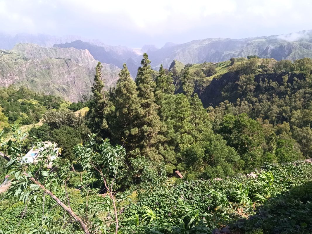 Y'a des grand arbres contrairement à Saint Vincent
