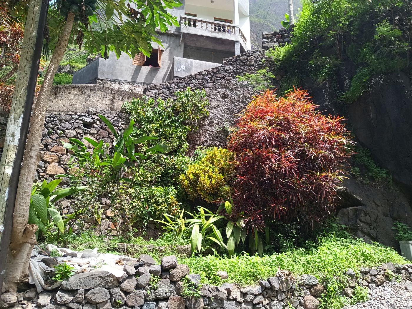 Les même type de bosquets plantés au pied des maison qu'aux Antilles