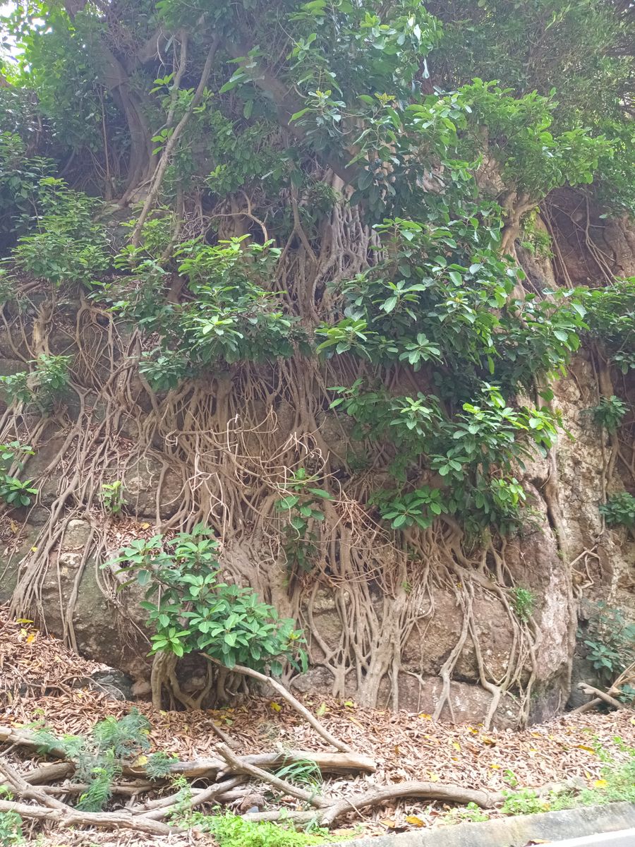 Racines de figuier étrangleur (Ficus)