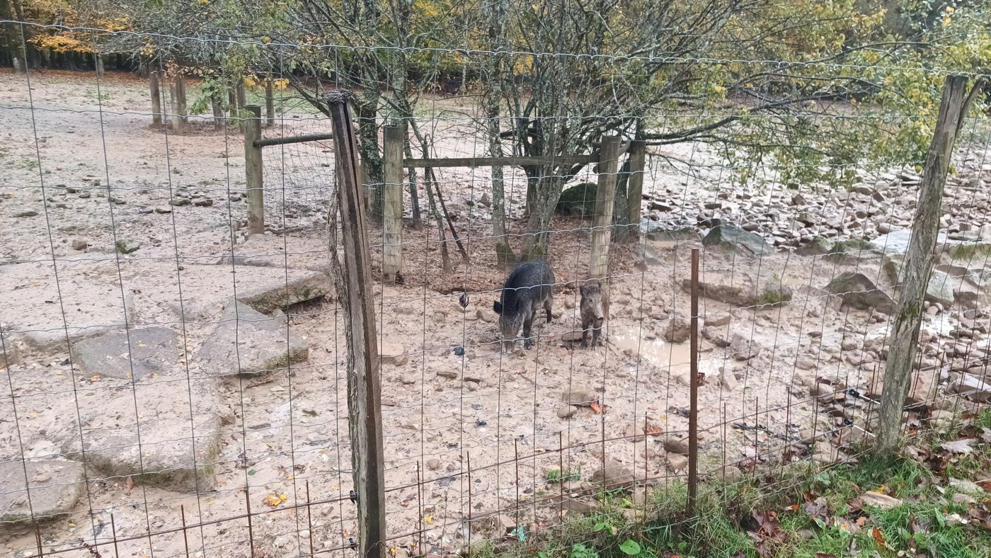 Le parc des sangliers
