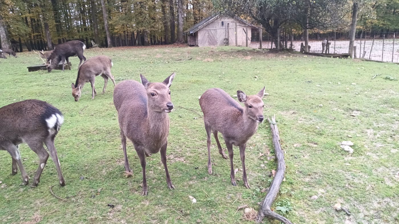 Biches et des Cerfs Sikas