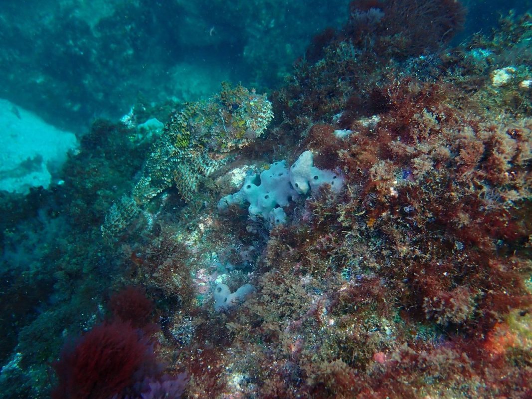 Un poisson pierre et des éponges