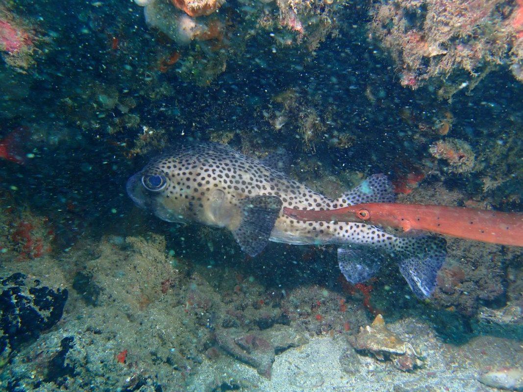 Un diodon et un poisson trompète