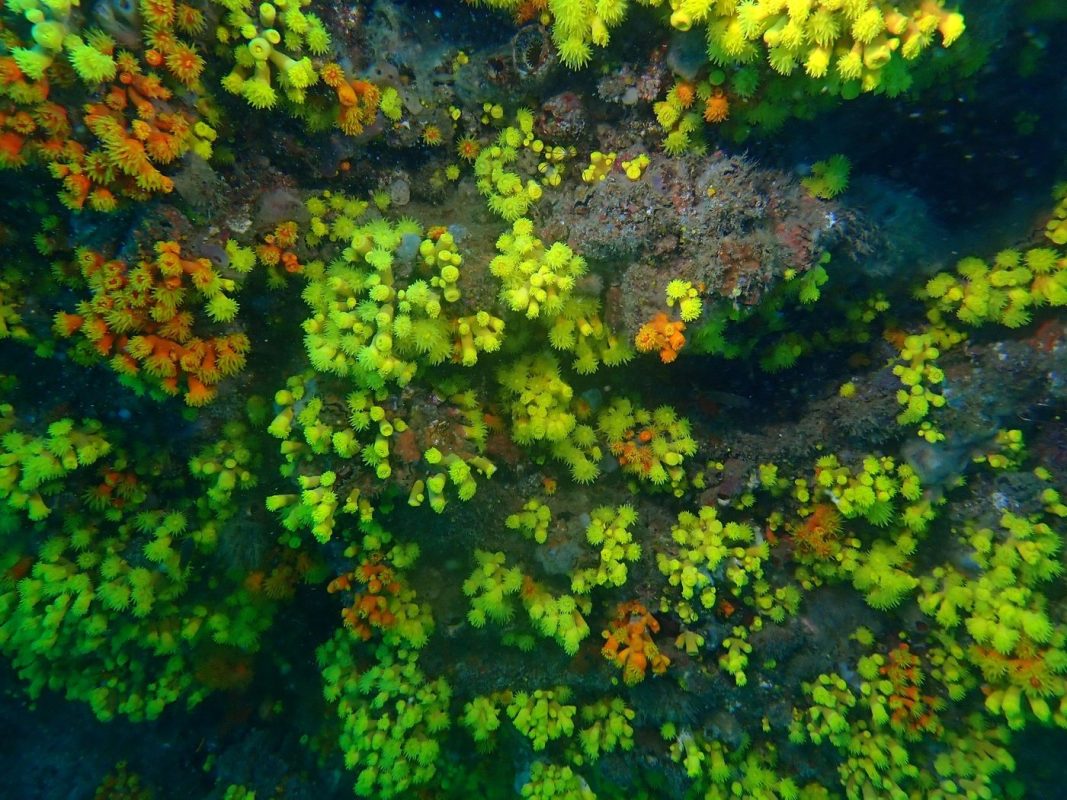 Des coraux bijoux d'un jaune éclatant