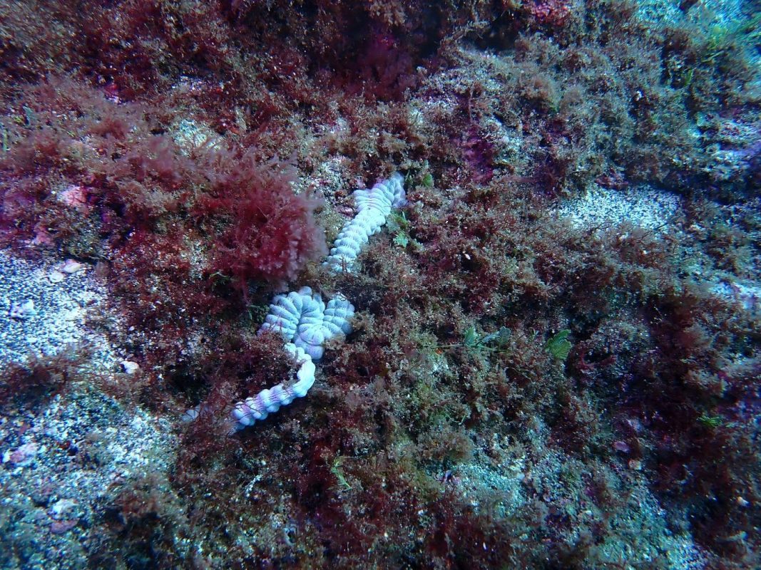 Drôle de truc en forme de tube