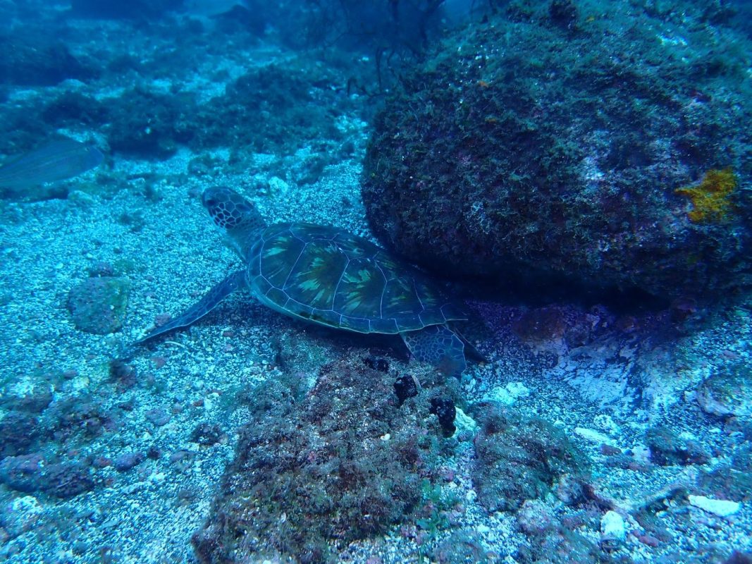 Tortue qui se repose tranquillement