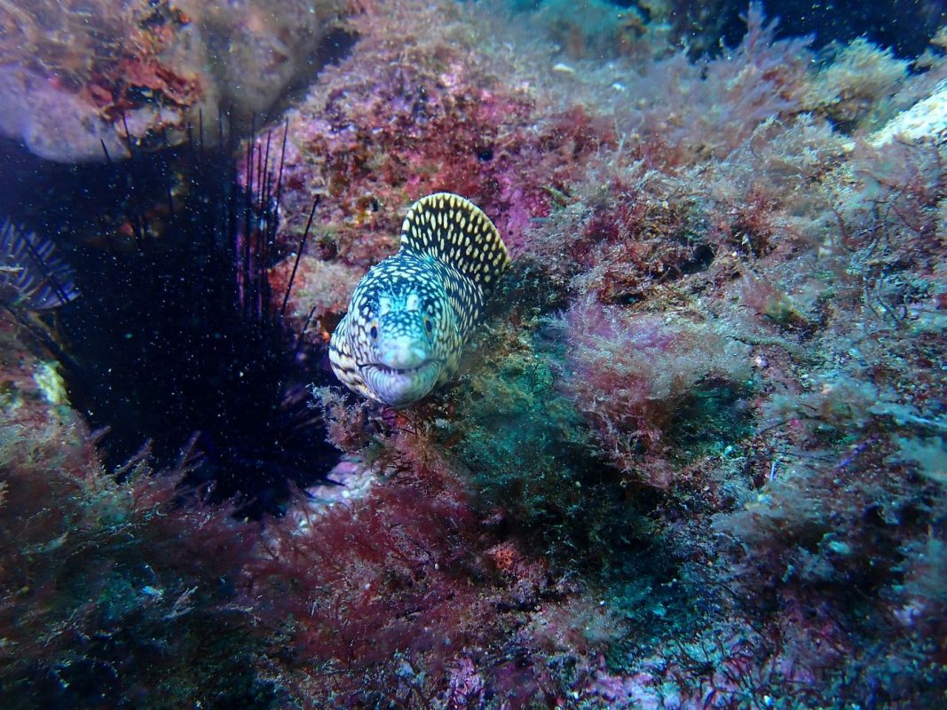 Murène qui semble agressive (mais en fête elle respire juste bouche ouverte !)