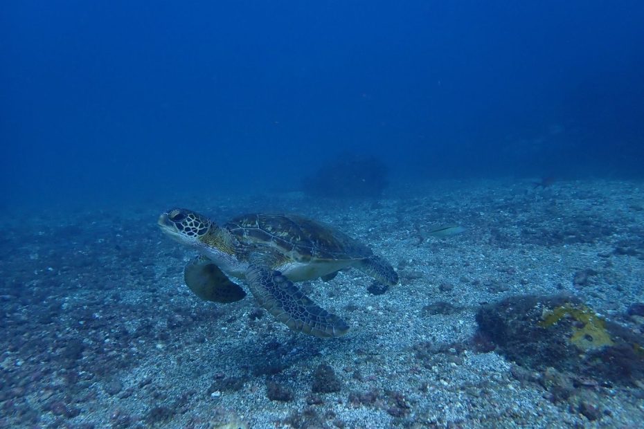 C'est majestueux la nage des tortues