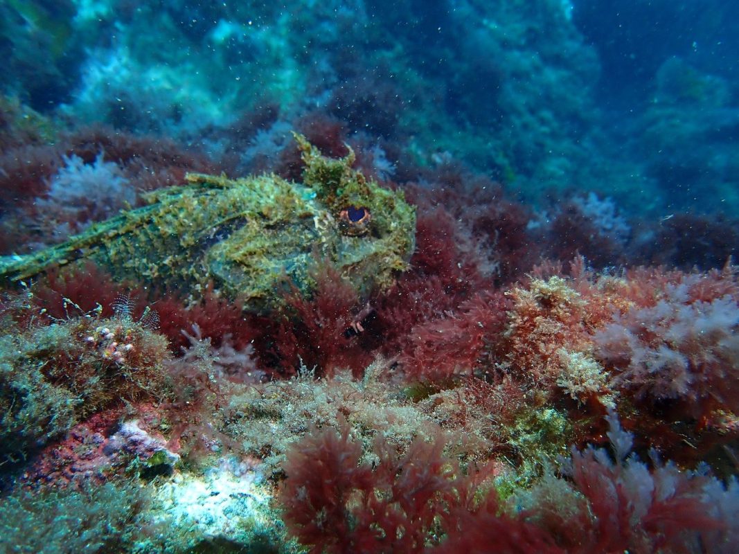 Poisson pierre aux aguet