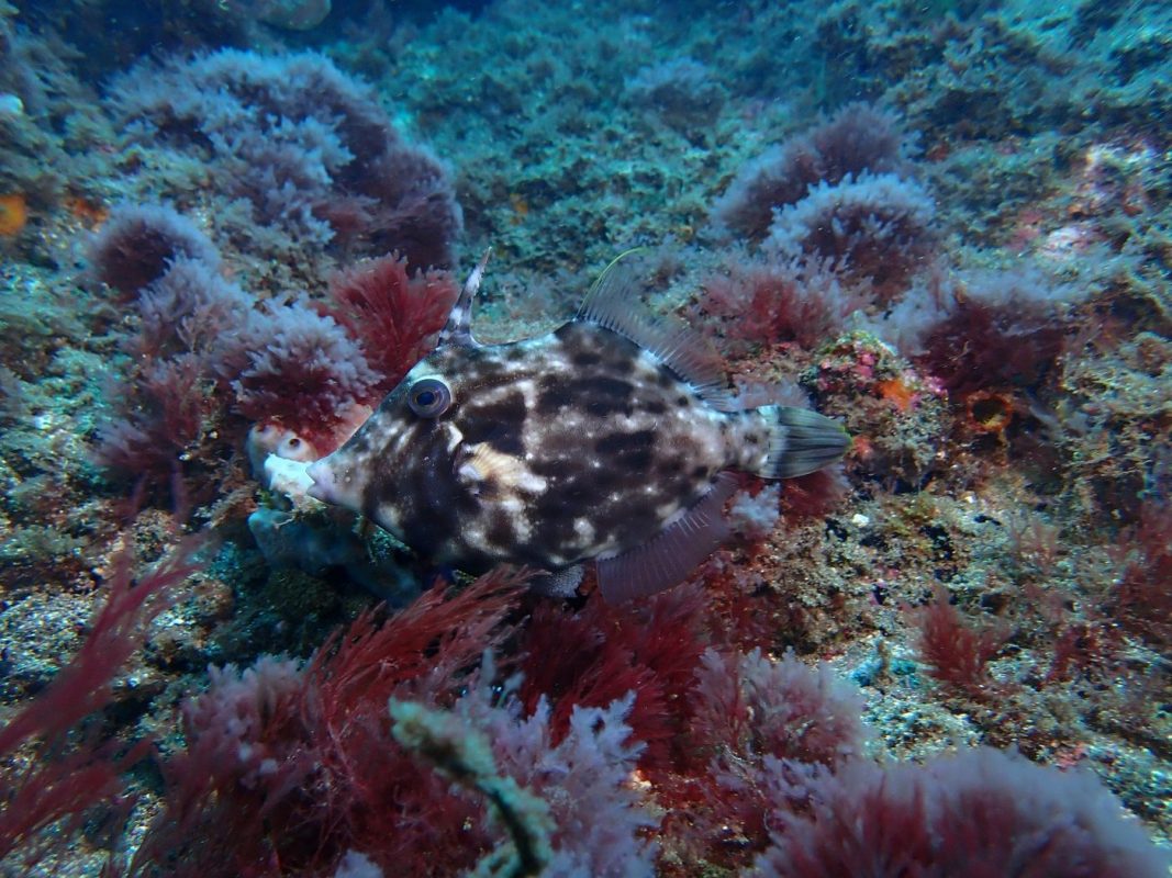 Un autre poisson bourse graffiti