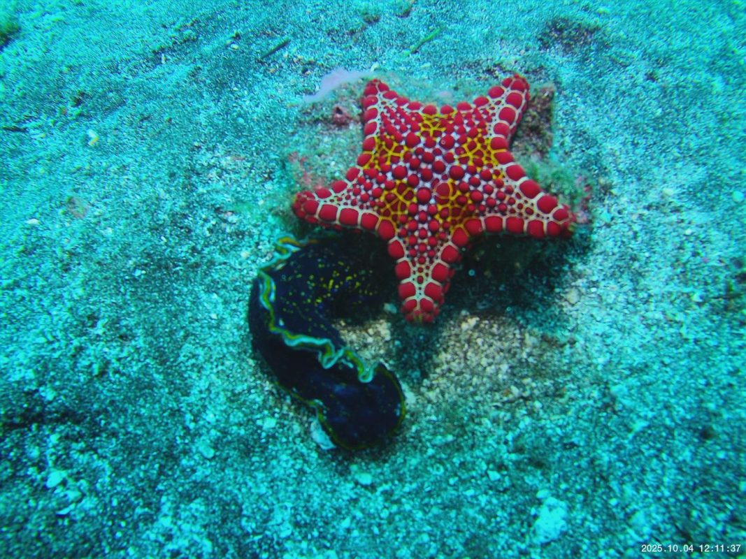 Etoile de mer de Doris