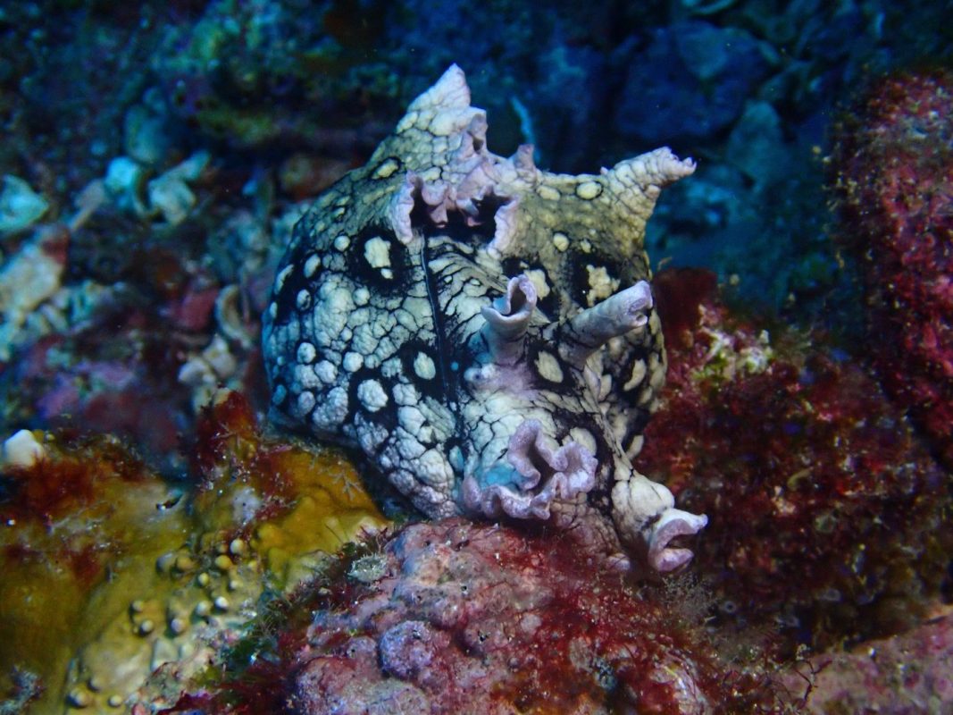 Un lièvre de mer (gros mollusque)