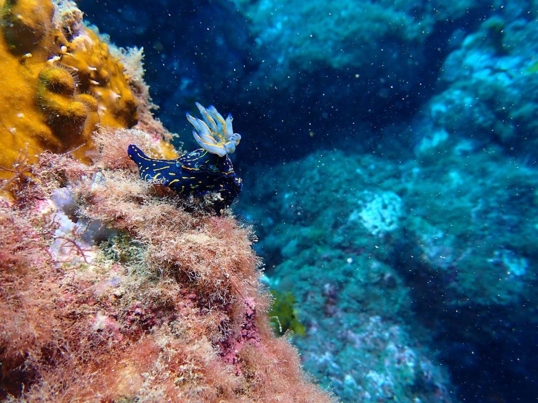 Doris avec des branchies extérieur sur le dos