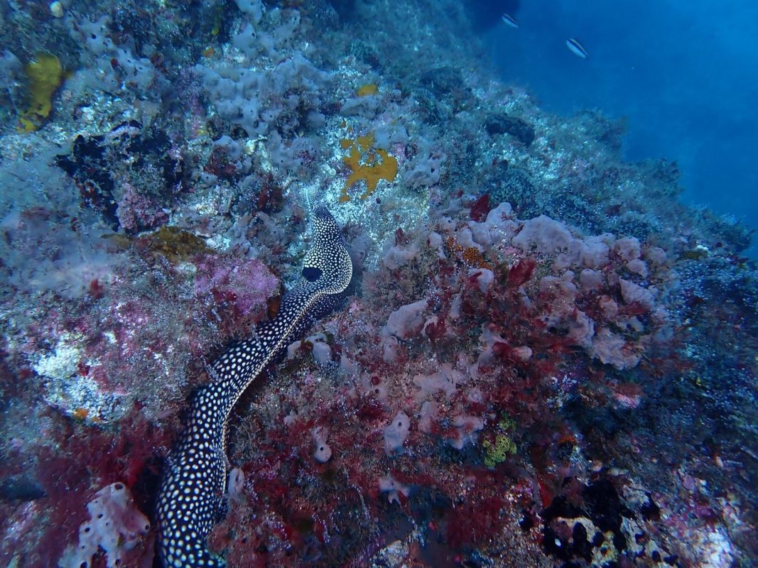 Pour une fois on ne voie pas que la tête