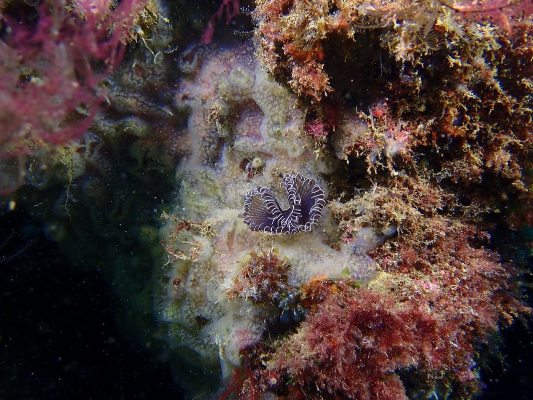 Là je ne sais plus ce que c'est , sur une éponge encroutante