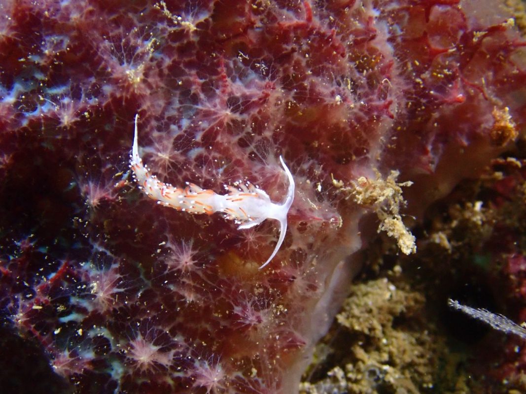 En plus gros plan : une Flabélline