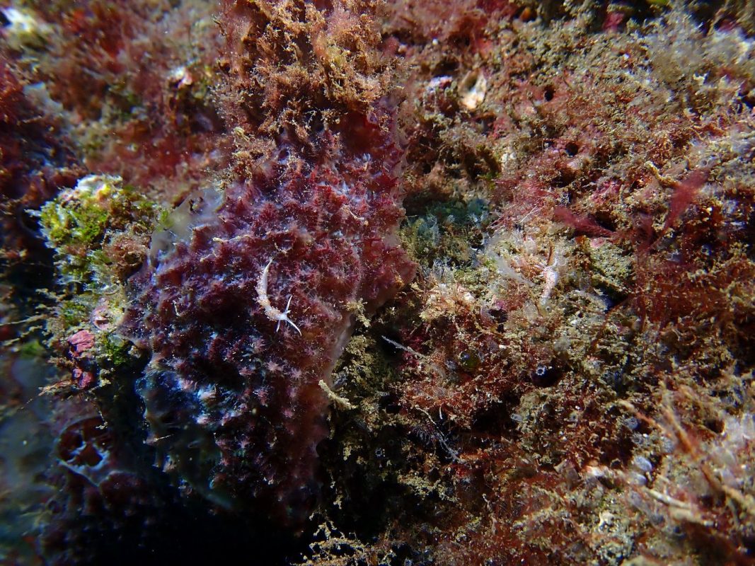 Il y a 2 Longue Flabéllines sur cette photo, vous les trouvez ?