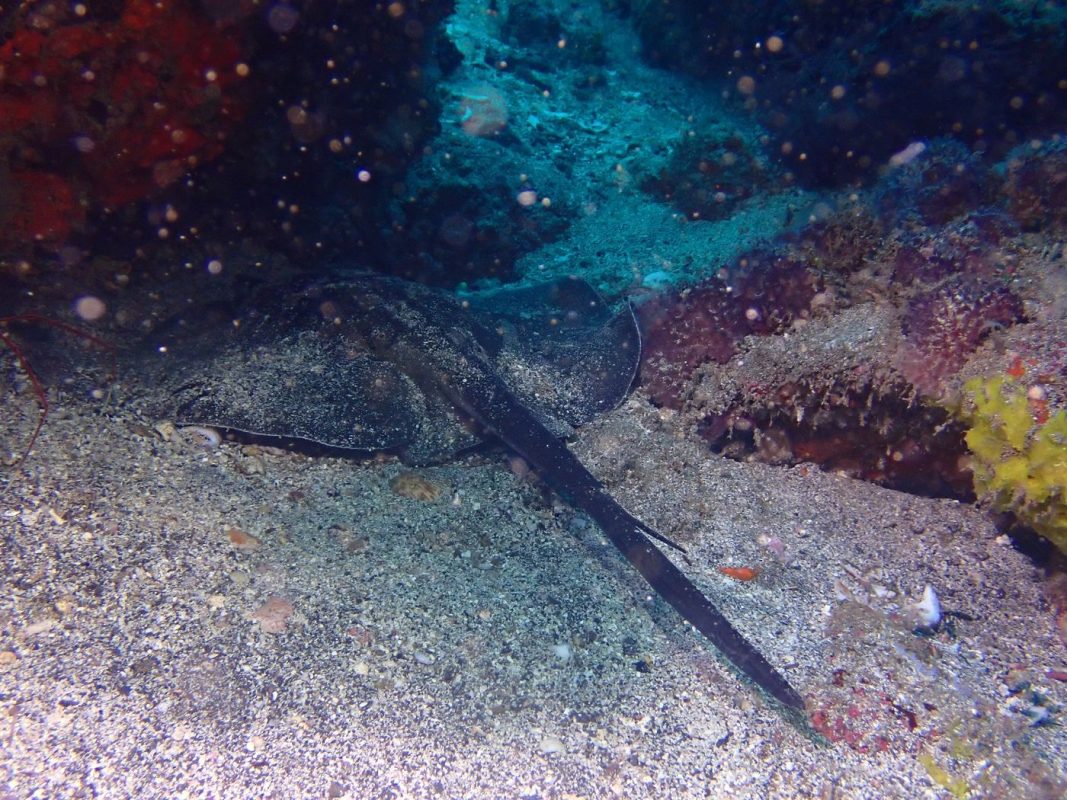 Une grosse raie pastenague