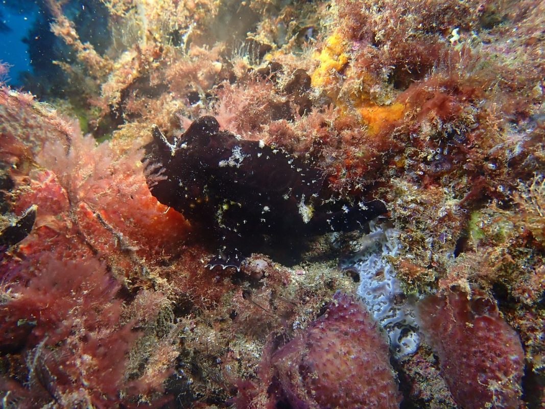 Le drôle de poisson grenouille