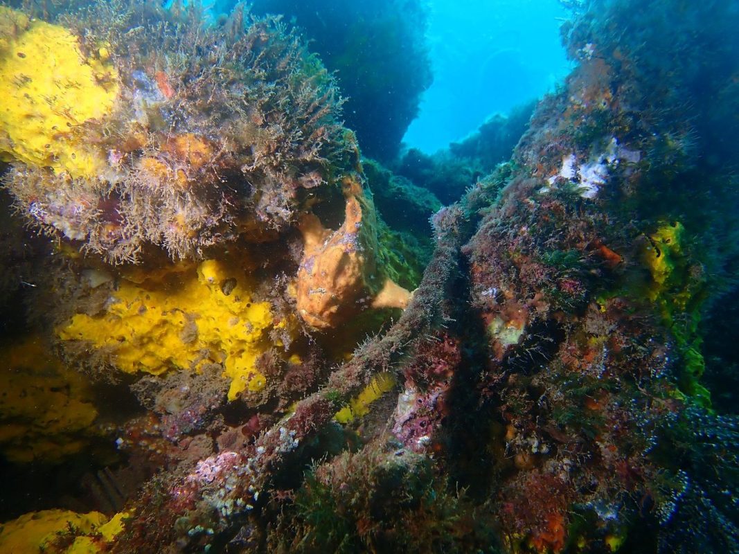 Un autre poisson grenouille en rose-orange