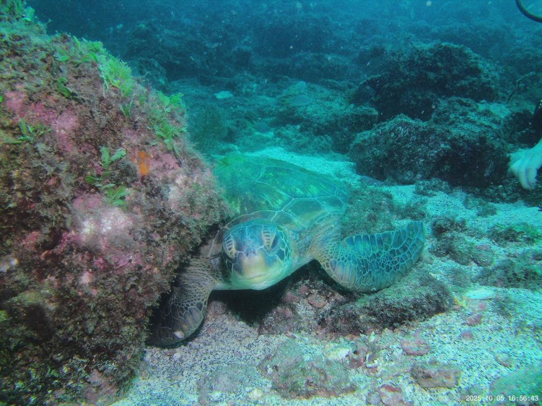 La même vue de face