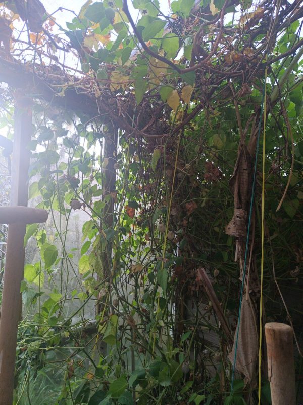 Envahissement aux Physalis