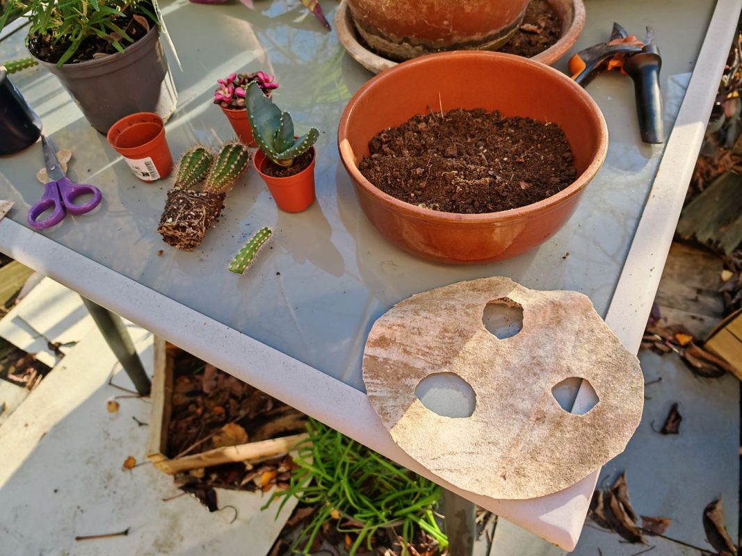 Préparation : pot, terre, feutrine, cactus...