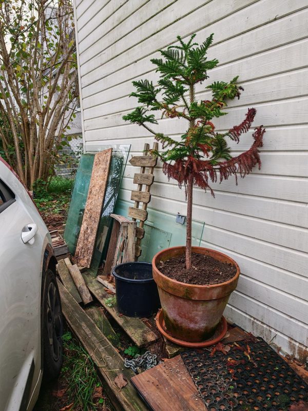 Rempotage du pot devant l'entrée