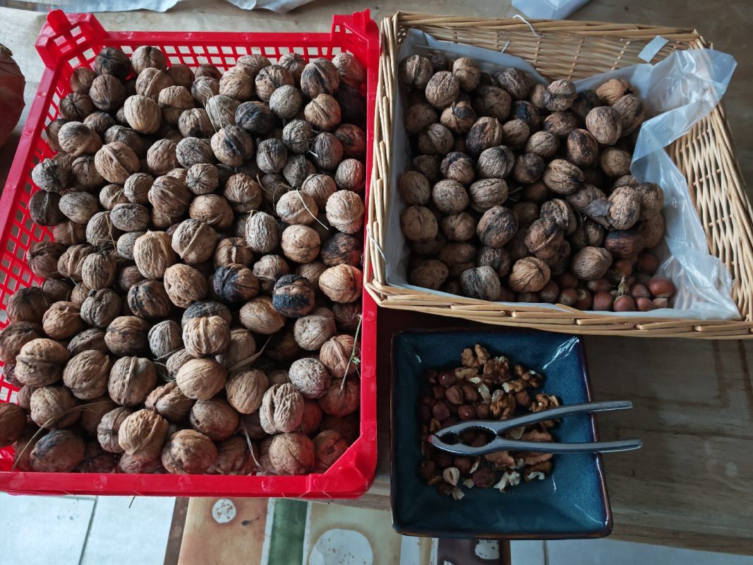 Les noix ramassées