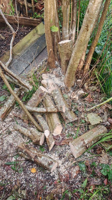J'ai quand même coupé les plus gros troncs