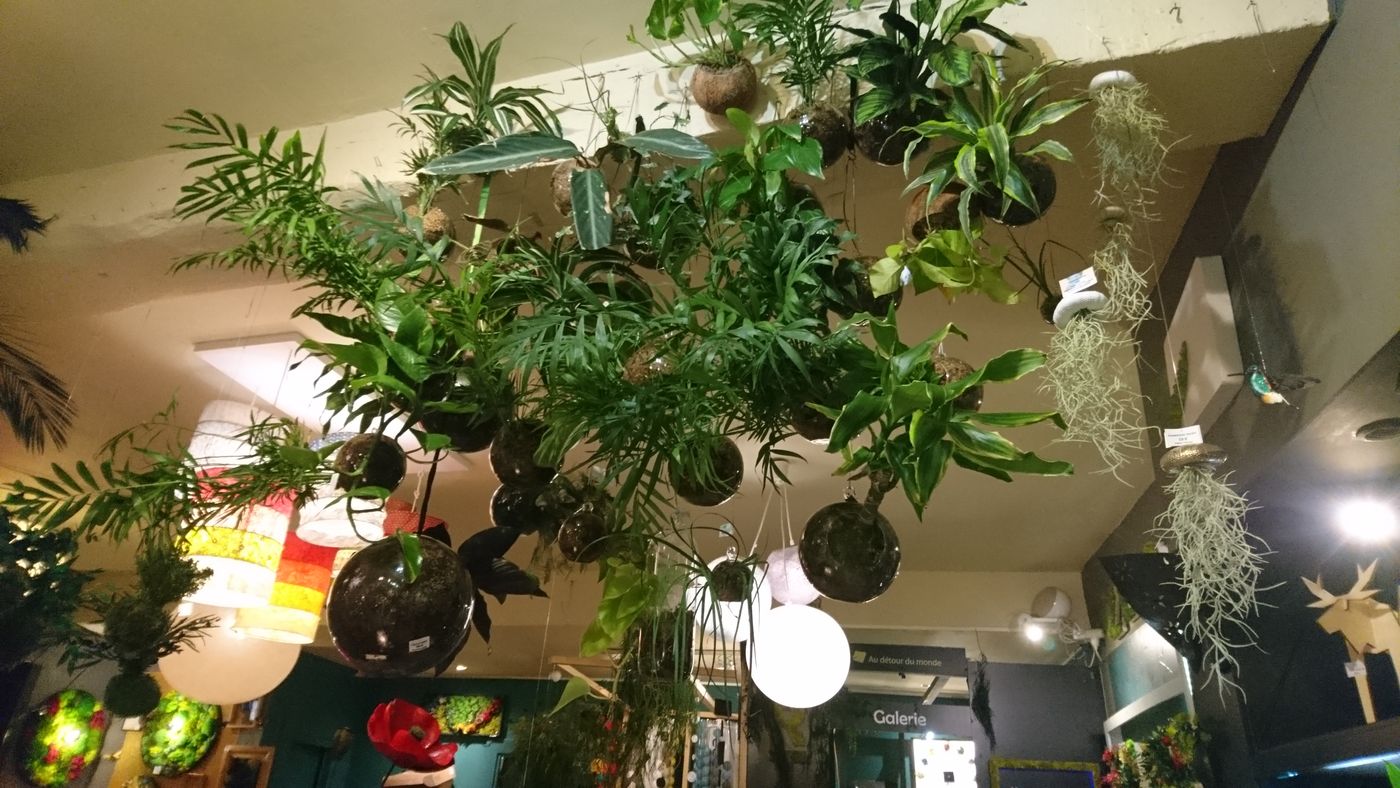 Plantes dans le magasin 'Au détour du monde'