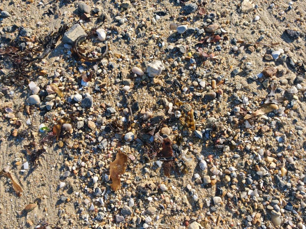 Le sable et ses coquillages