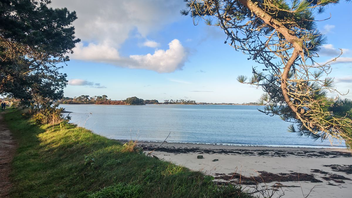 Le sentier sous les pins