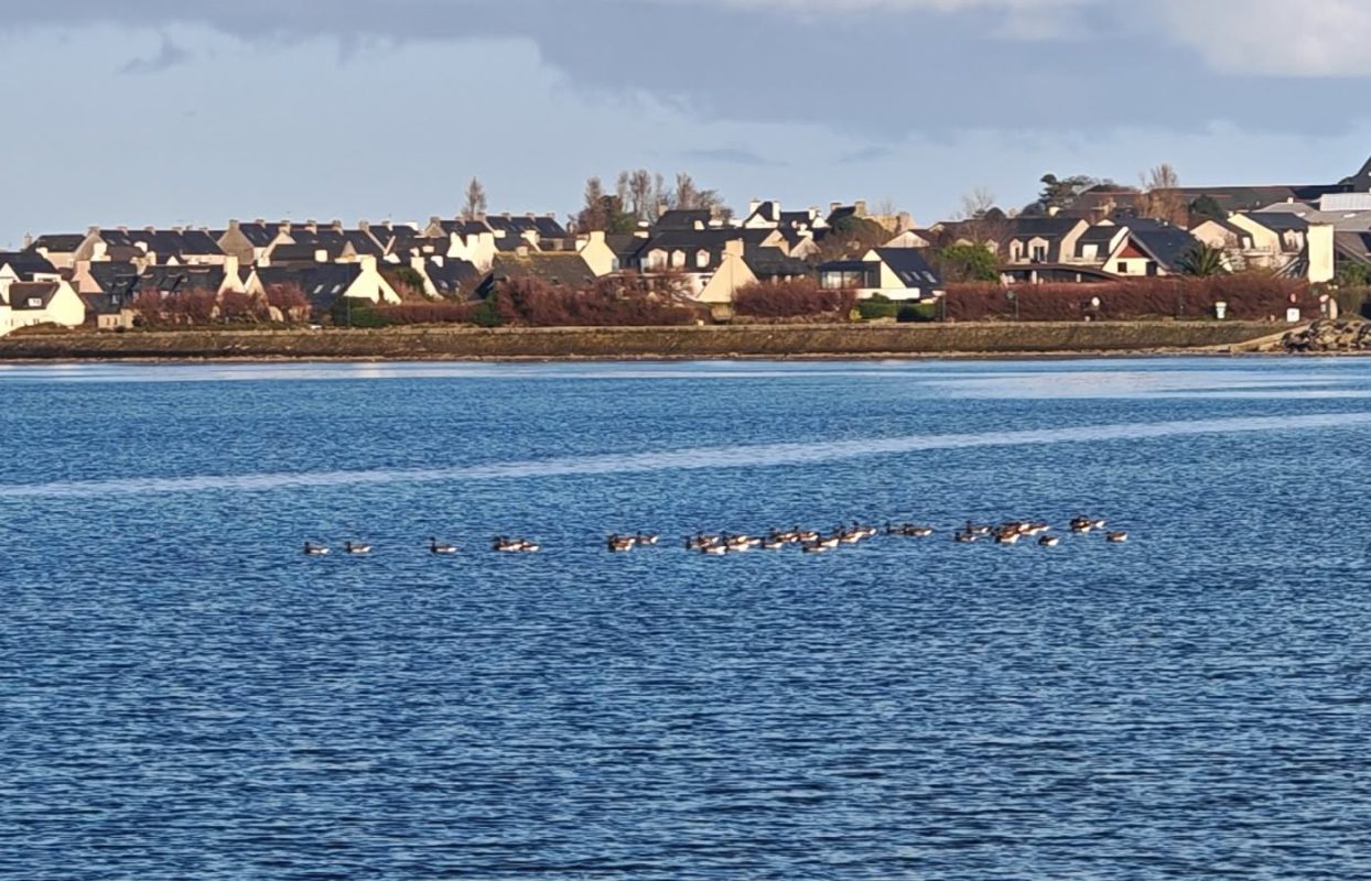 Regroupement d'oies Bernaches