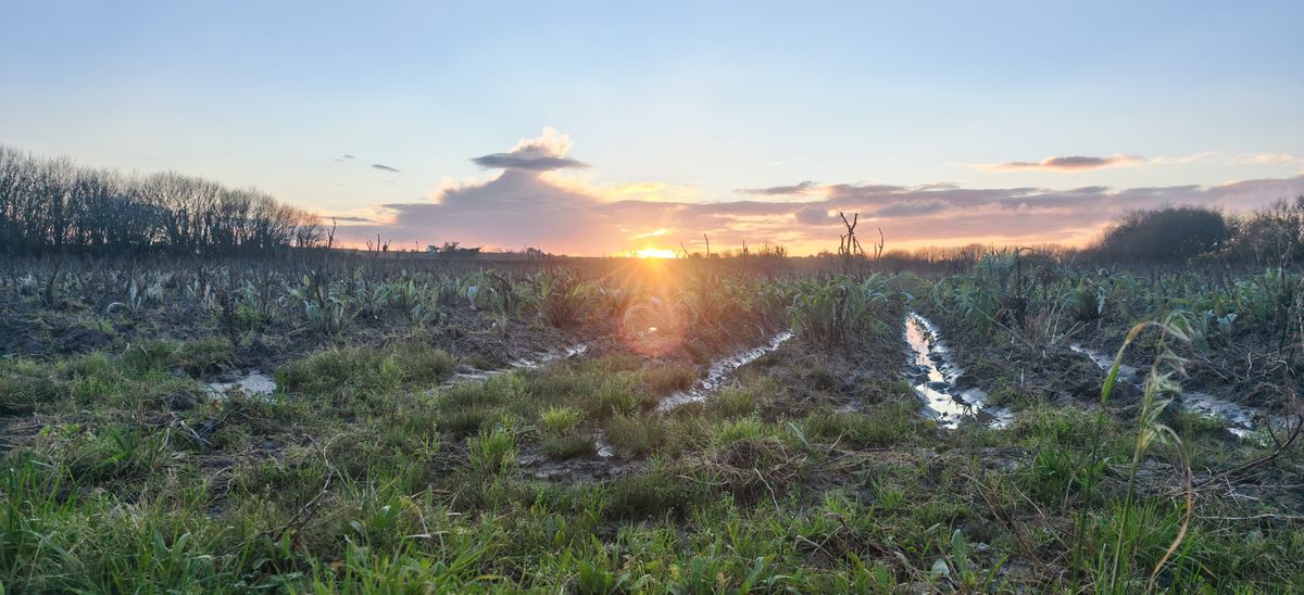 Champs d'artichaud et nuage rigolo