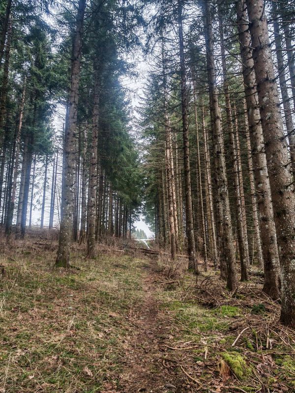 Forêt de grands épicéas