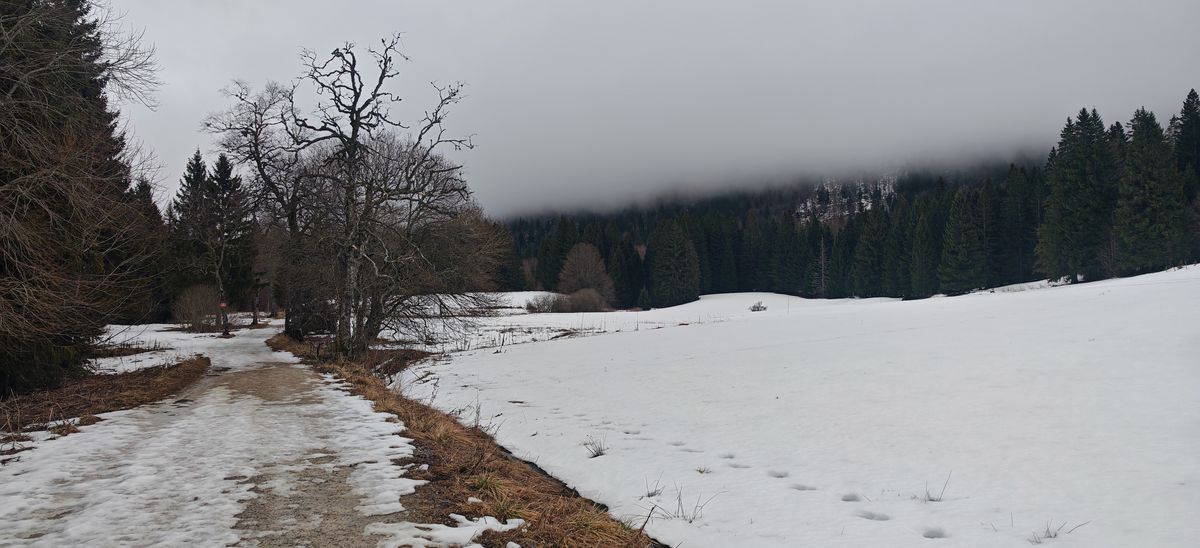 Ces arbres au bout du chemin !